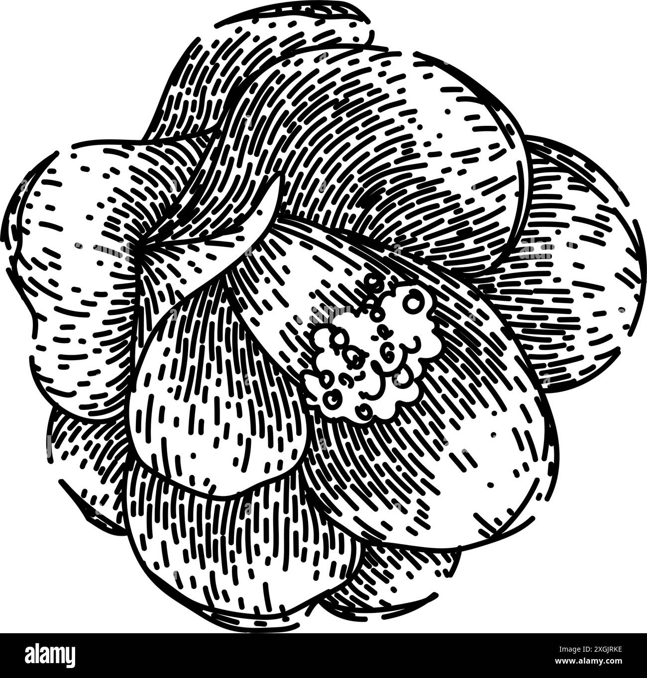 Rose Kamelie Skizze Hand gezeichneter Vektor Stock Vektor