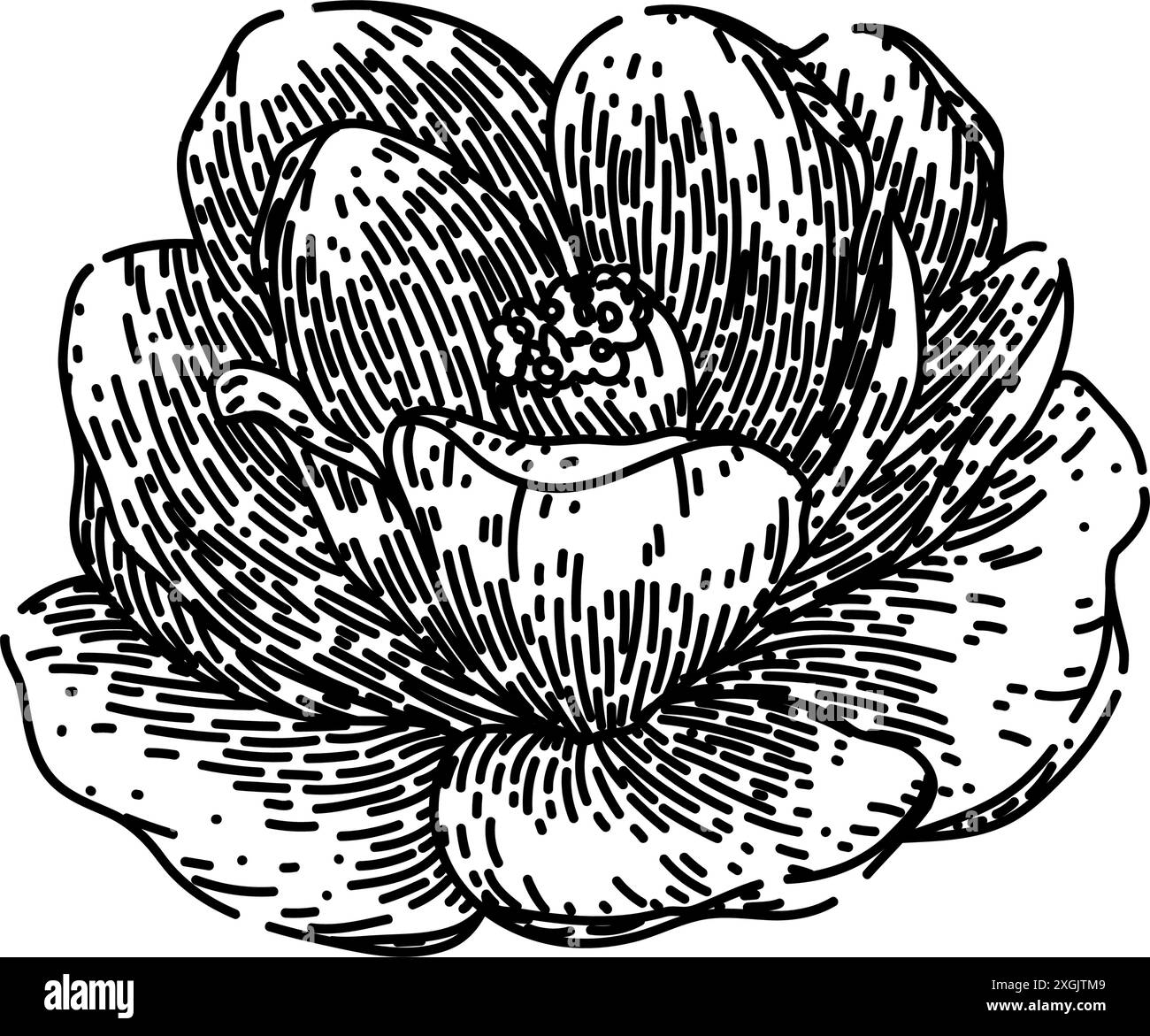 Blatt-Kamelien-Skizze Hand gezeichneter Vektor Stock Vektor