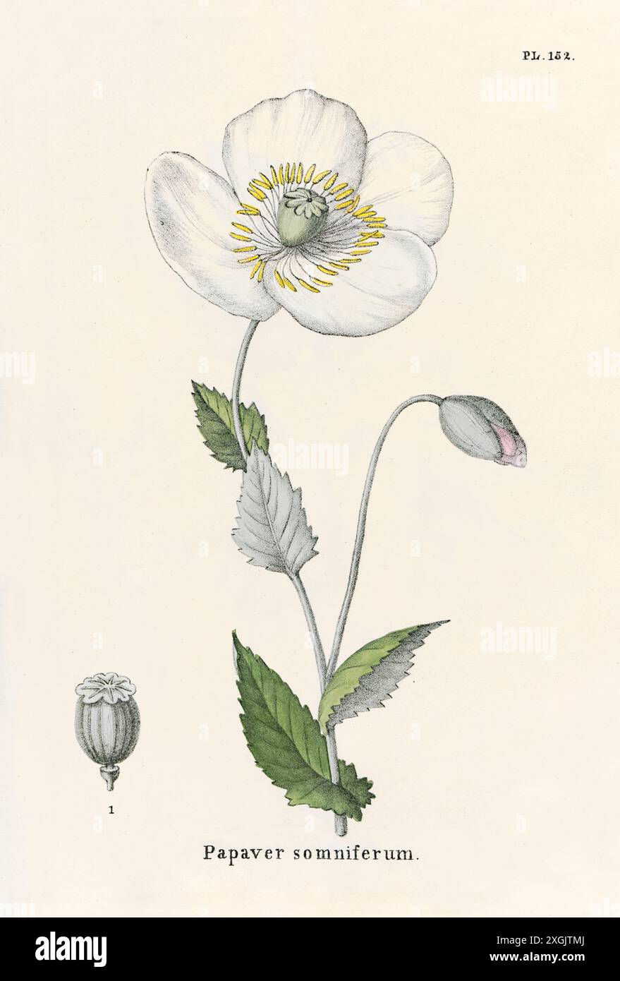 Papaver somniferum (Opiummohn) Illustration aus einem Buch über Heilpflanzen von Nicolaas Anslijn, das 1832 veröffentlicht wurde. Stockfoto