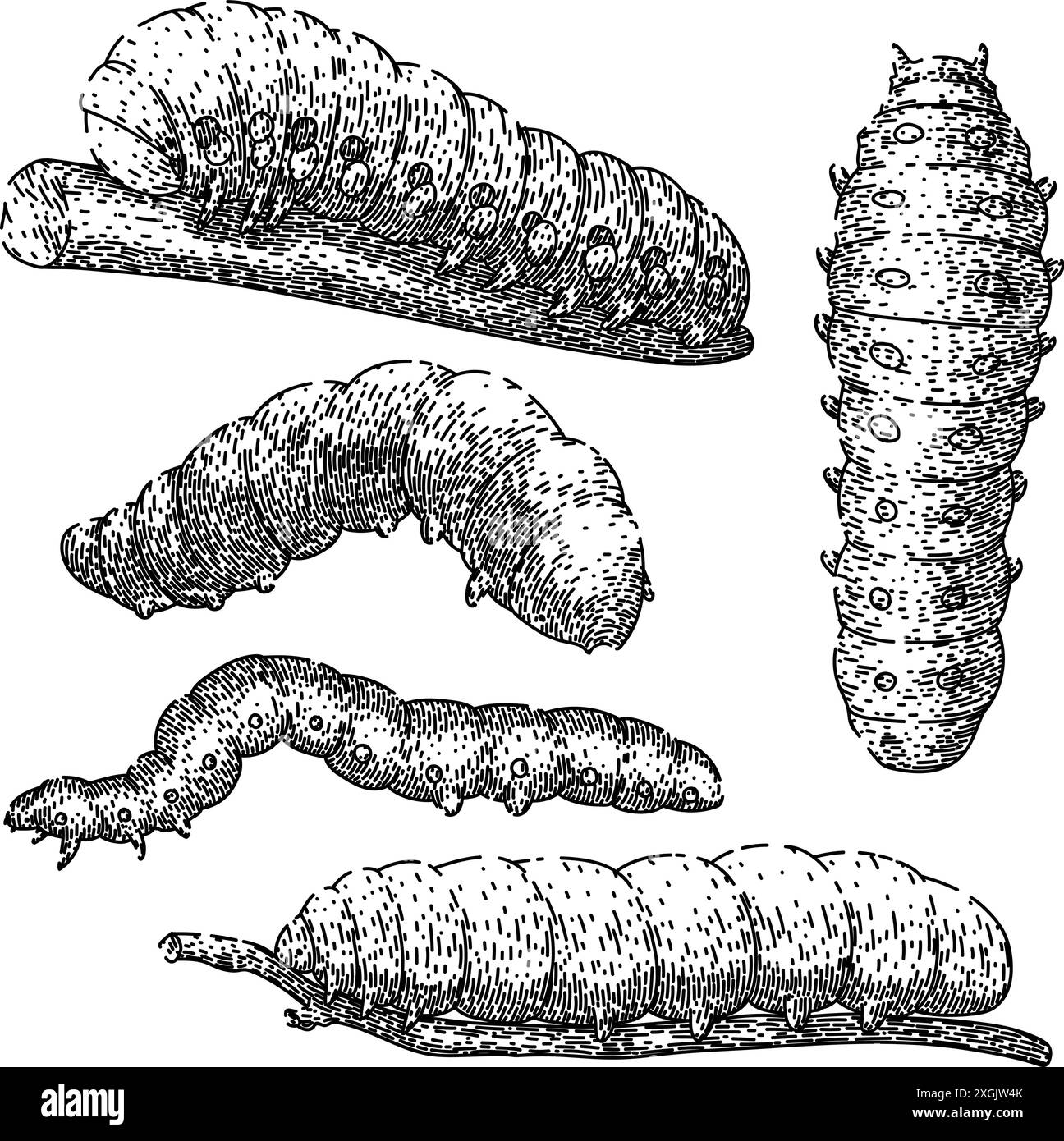 caterpillar Set Skizze Hand gezeichneter Vektor Stock Vektor