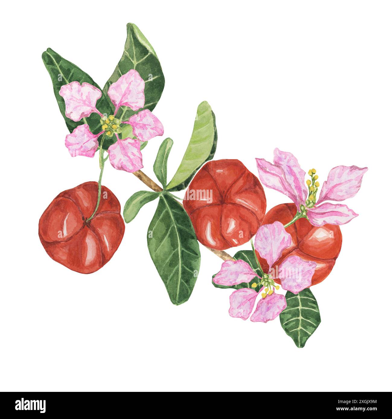 Blühender Acerolazweig mit leuchtenden roten Kirschen und zarten rosa Blüten. Handgezeichnetes Obstclipart mit Aquarell für romantische Designs, botanische Kunst und umweltfreundliche Verpackungen, Etiketten Stockfoto