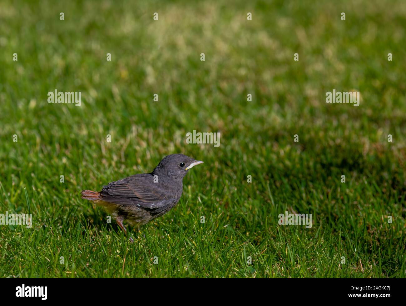 Junge Sitta europaea auf grünem Gras an sonnigen heißen Sommertagen Stockfoto