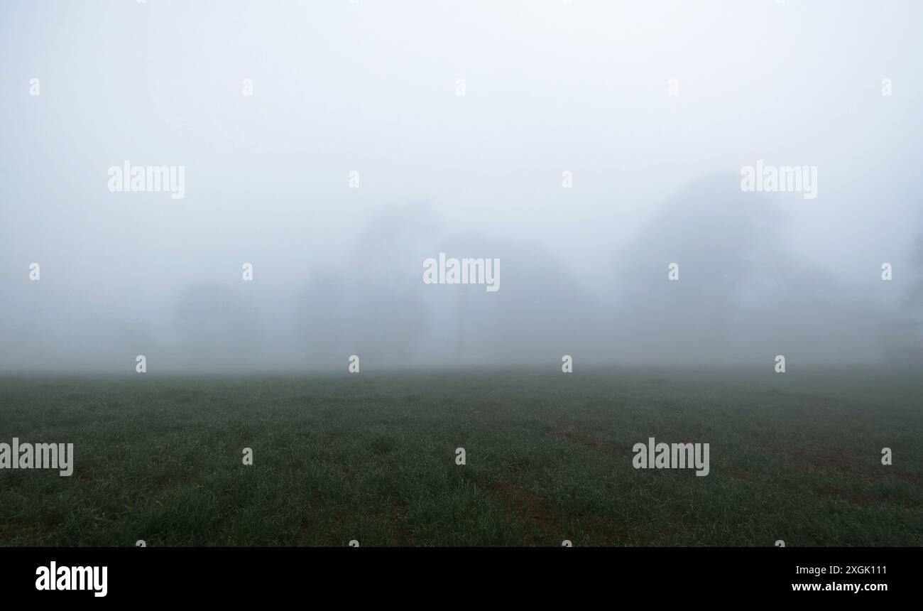 Ruhige nebelige Morgenszene eines grasbewachsenen Feldes mit weit entfernten Bäumen, die kaum durch dicken Nebel sichtbar sind. Ideal für Konzepte von Ruhe, Mystery und Natu Stockfoto