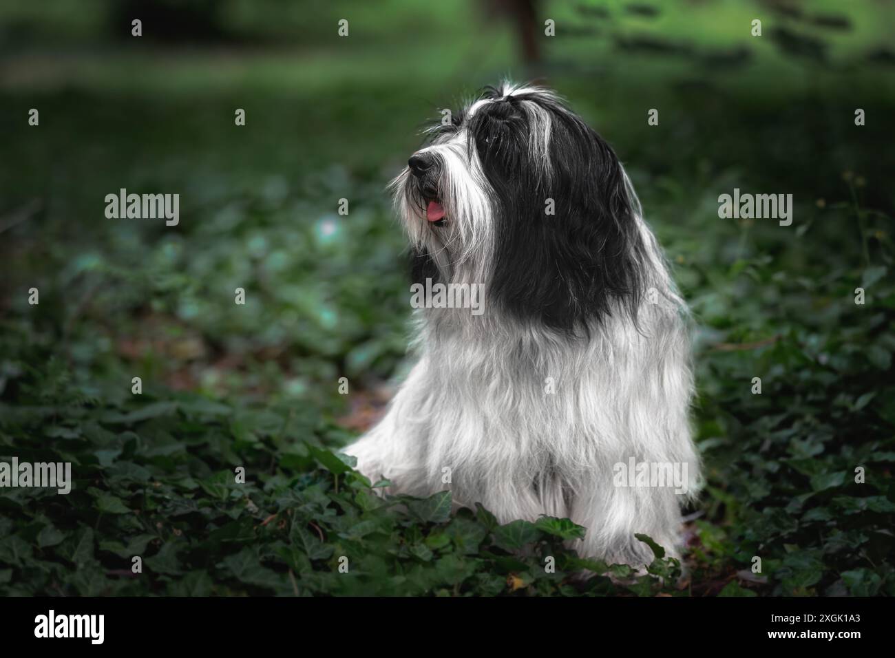 Tibetischer Terrierhund Sitzt Im Gras. Schöner Hund, der auf einem Feld im Morgenlicht sitzt. Selektiver Fokus Stockfoto