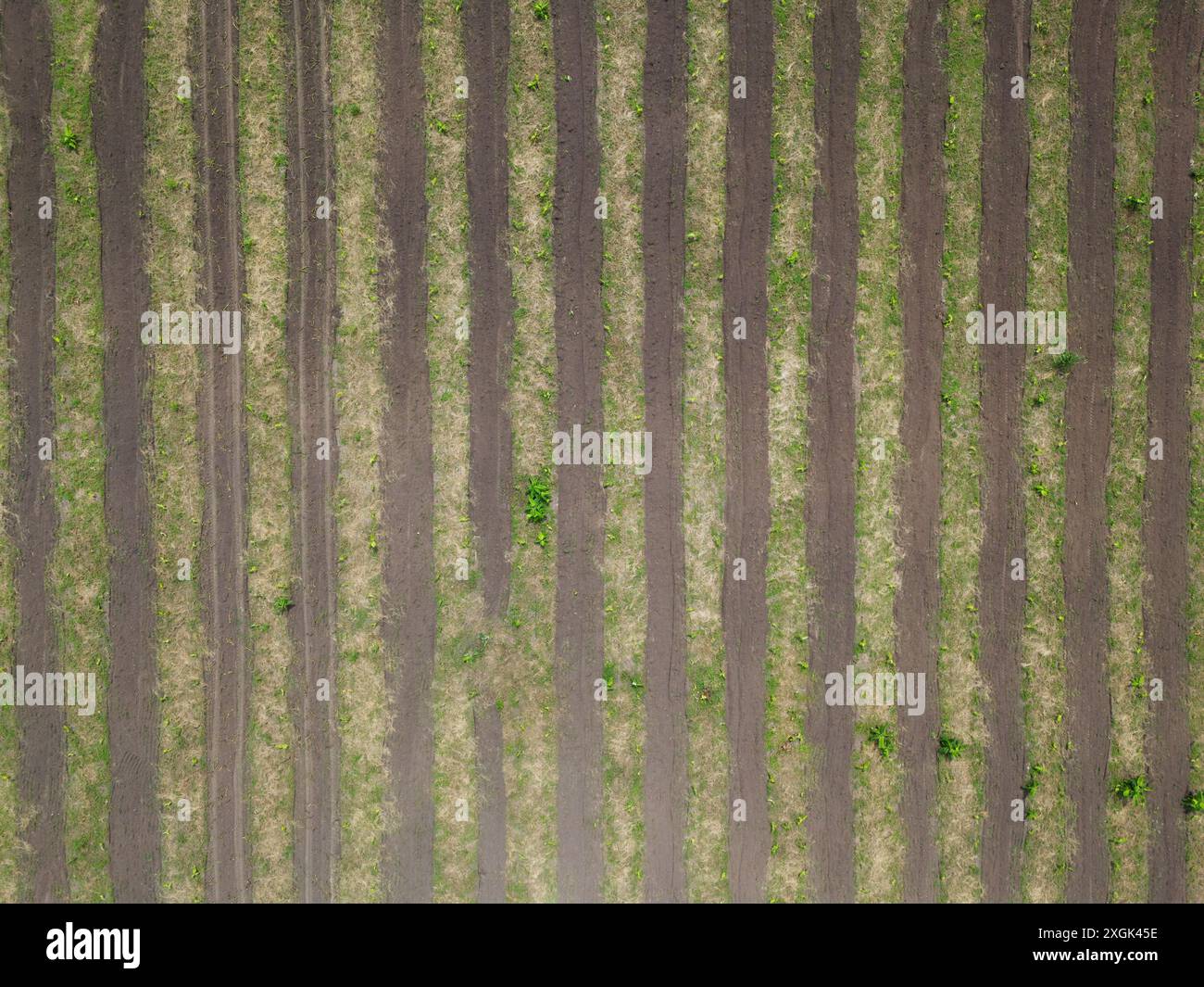 Kultiviertes trockenes landwirtschaftliches Feld Linien Straßenantenne Drohne von oben Textur Hintergrund Stockfoto
