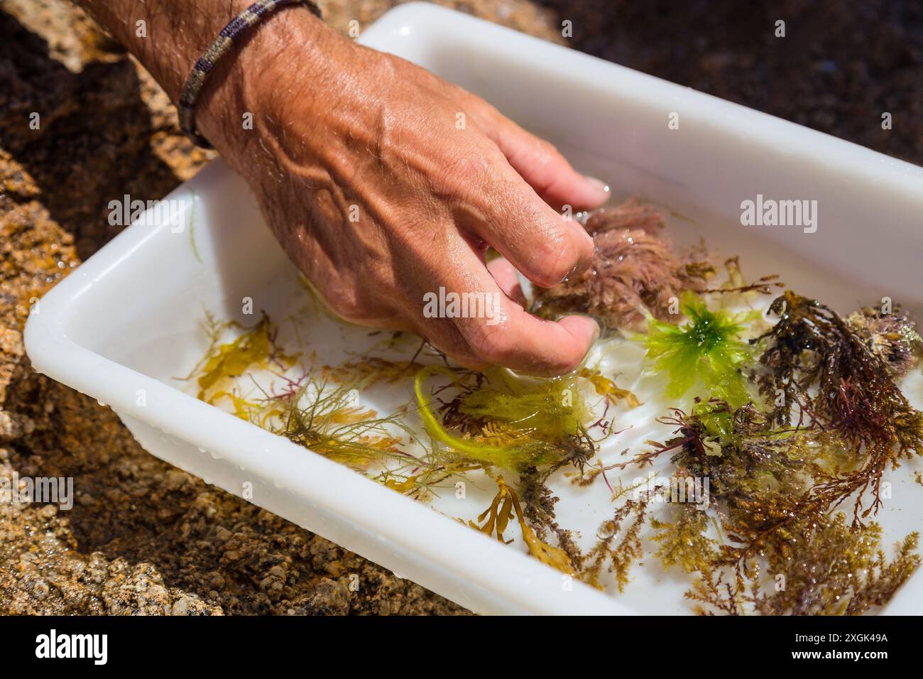 Männerhand auf einem Tablett mit Seetang zum Studium. Stockfoto