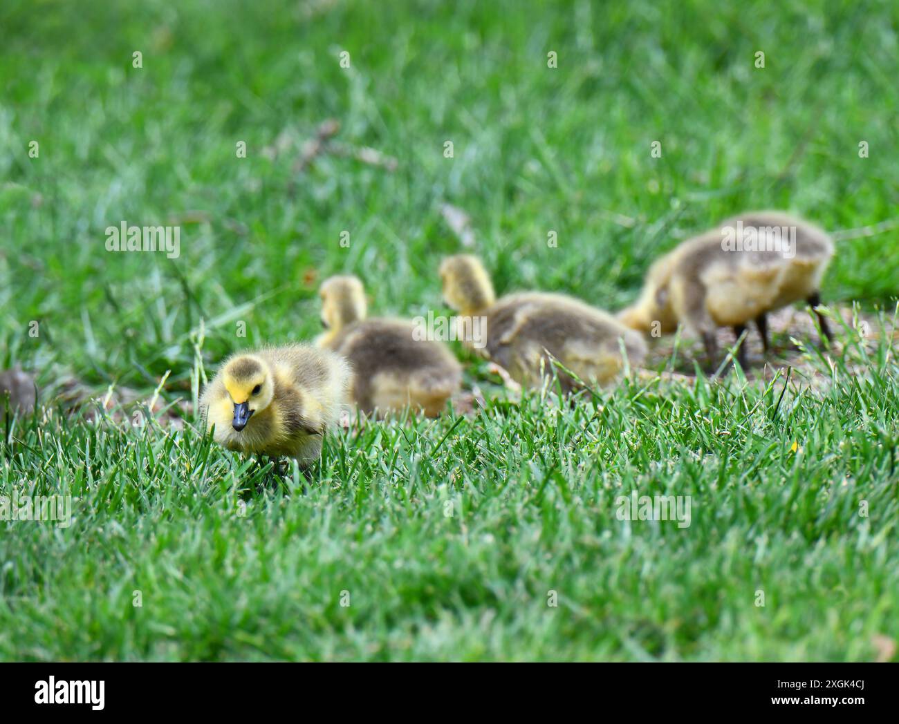 Kanadische Gänse suchen nach Nahrung im grünen Gras am See in Kansas. Sie sind niedlich, verschwommen und gelb. Stockfoto