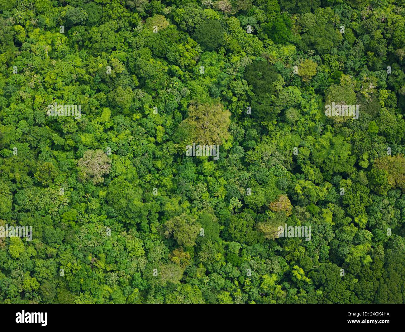 Abstarct Green natürlichen Dschungelwald Hintergrund aus der Vogelperspektive Stockfoto