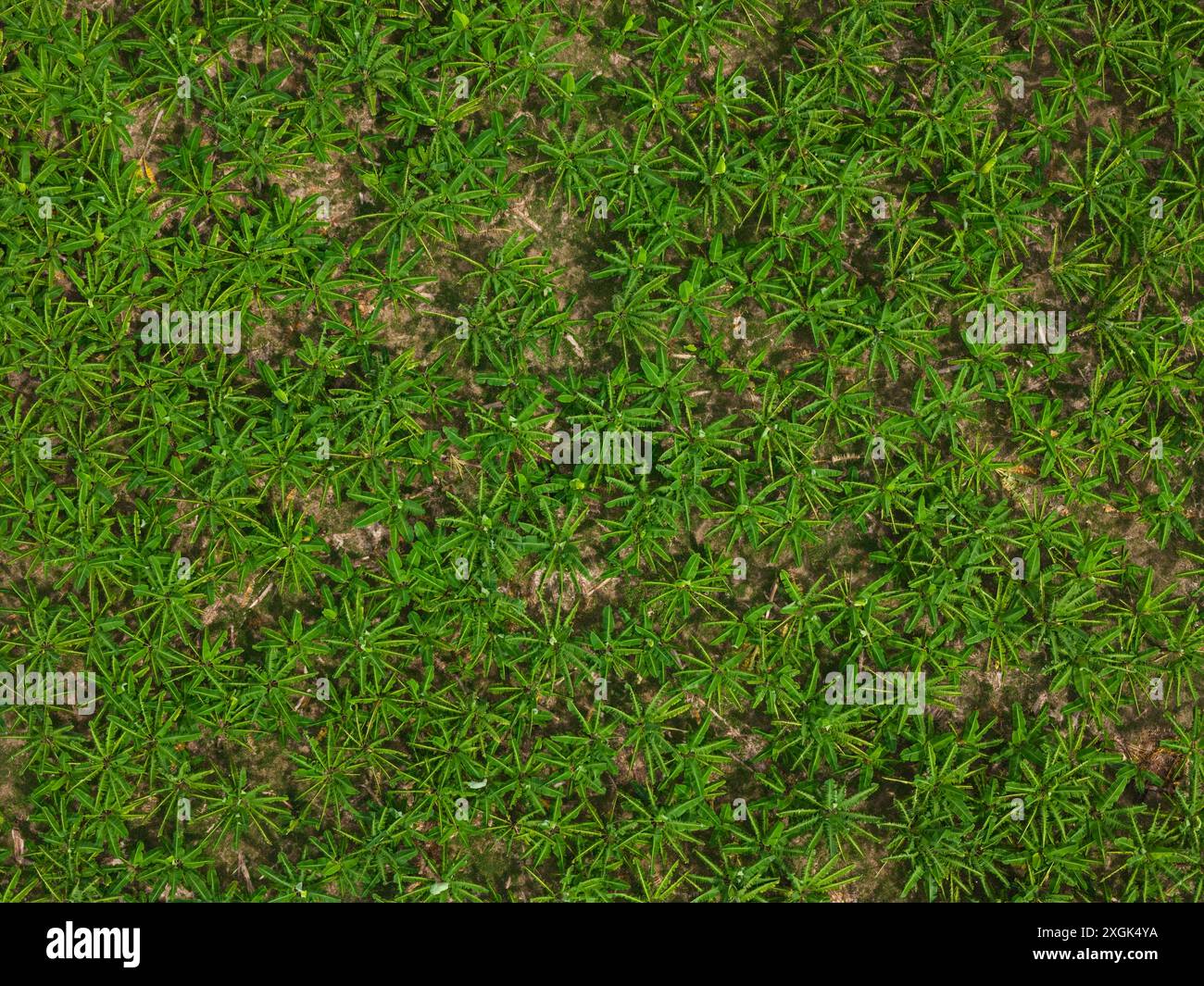 Muster des grünen Baumblattes über der Dröhnenansicht Stockfoto