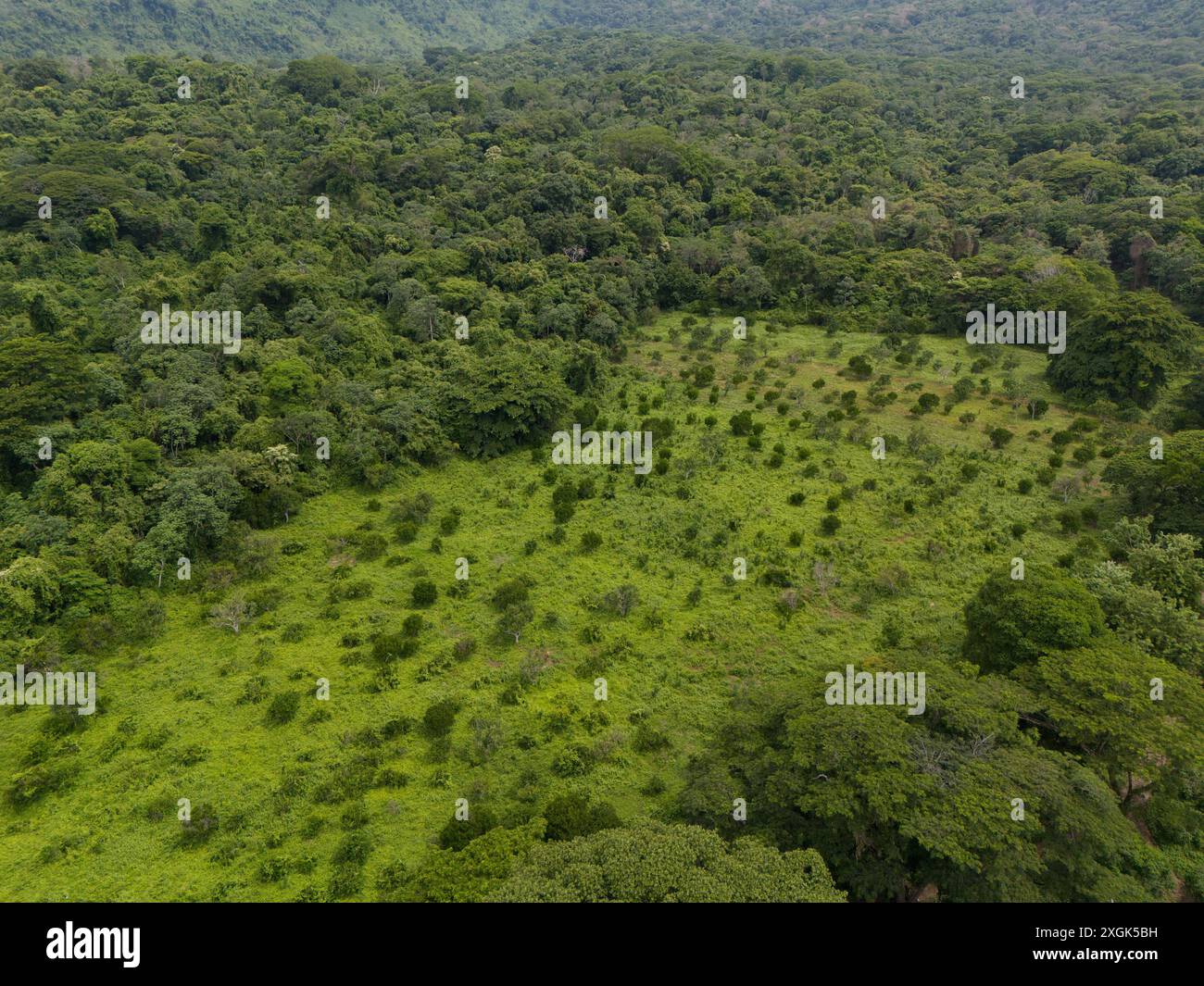 Grüne Wiesenlandschaft im Dschungel-Hintergrund Drohnenansicht Stockfoto