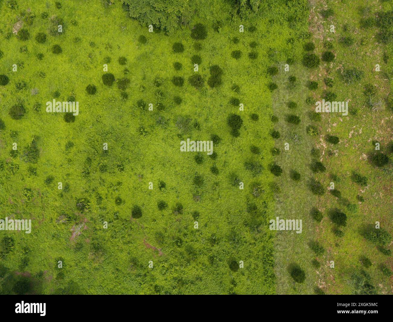 Grüne Weide mit kleinen Bäumen mit einigen Bäumen aus der Vogelperspektive Stockfoto