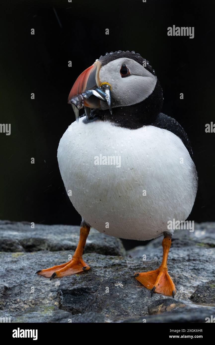 Isle of May, Anstruther, Fife, Schottland, Großbritannien. Juli 2024. UK Wetter: Ein Papageientaucher mit Schnabel voller Sandaale während eines sehr starken Regenschusses Credit: Kay Roxby/Alamy Live News Stockfoto