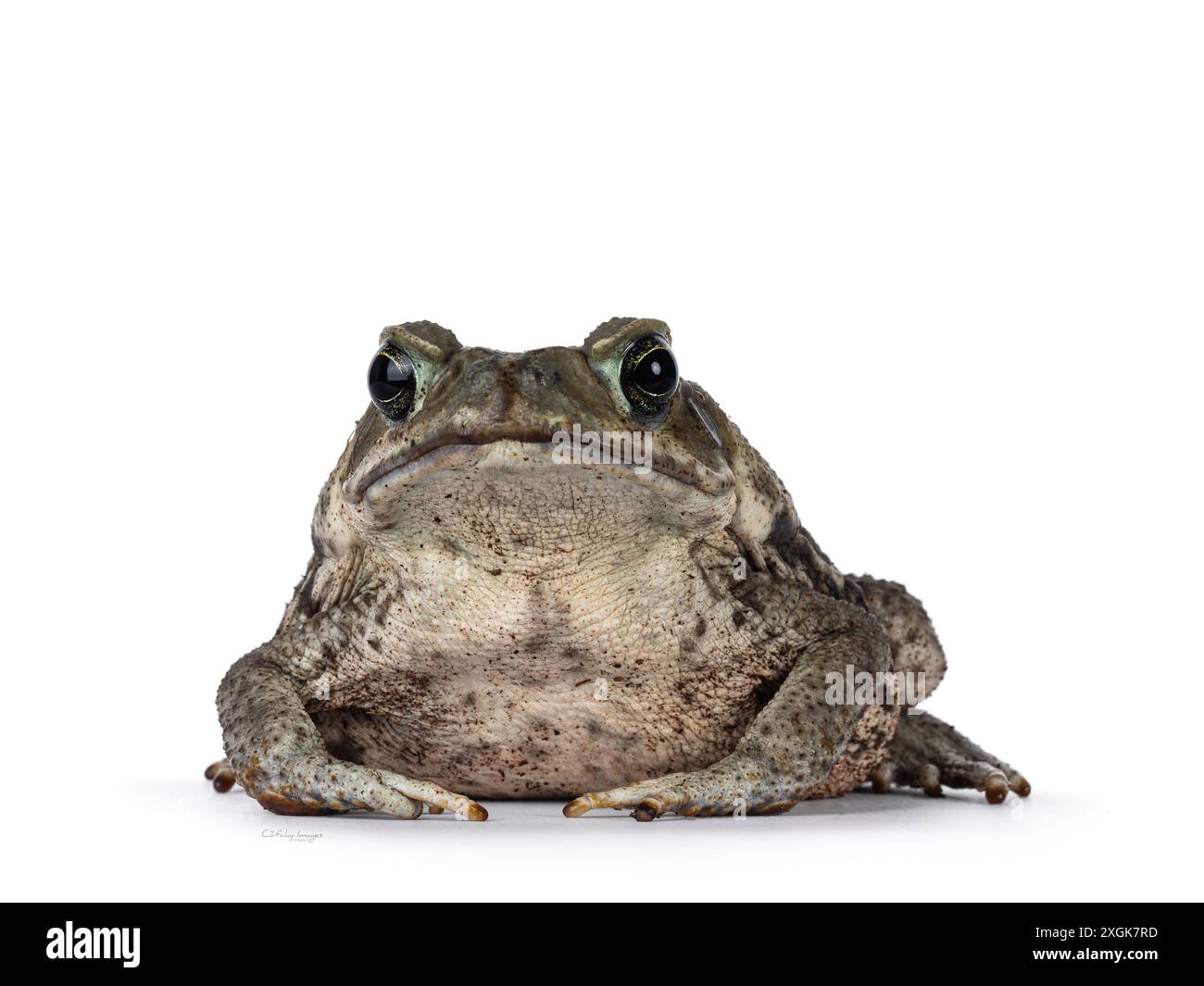 Große Rhinella Marina oder Cane Kröte, nach vorne gerichtet. Blick auf die Kamera. Isoliert auf weißem Hintergrund. Stockfoto