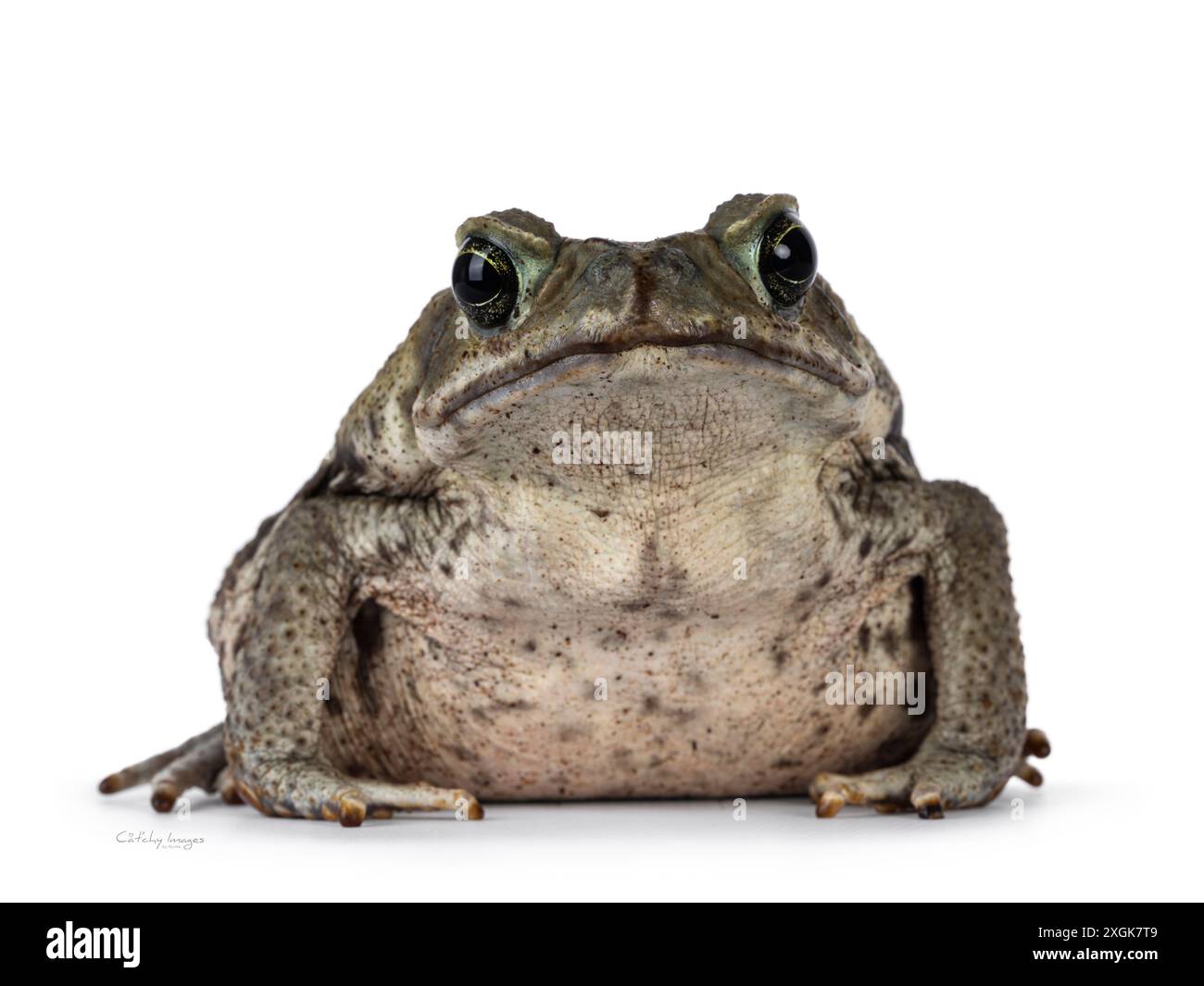 Große Rhinella Marina oder Cane Kröte, nach vorne gerichtet. Blick auf die Kamera. Isoliert auf weißem Hintergrund. Stockfoto