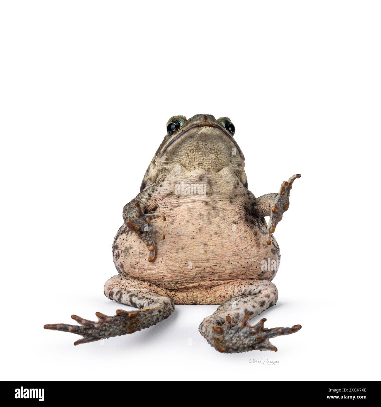 Große Rhinella Marina oder Cane Kröte, am Rand sitzend wie ein Mensch, der Luftgitarre spielt. Blick auf die Kamera. Isoliert auf weißem Hintergrund. Stockfoto