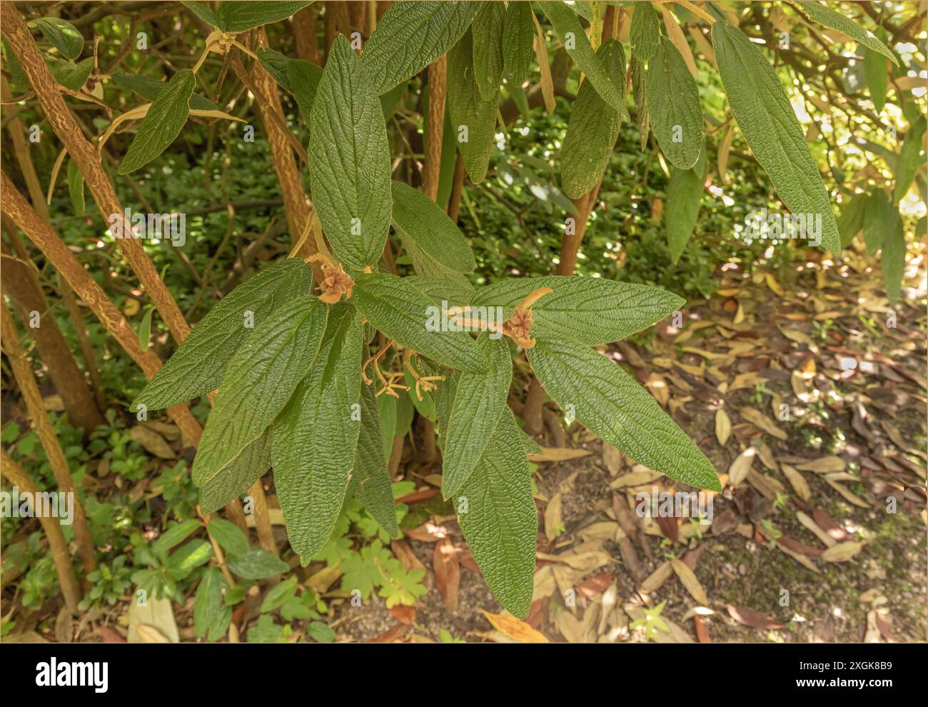 Dicke und Leder wie grüne Blätter der Pflanze Viburnum Rhytidophyllum Stockfoto