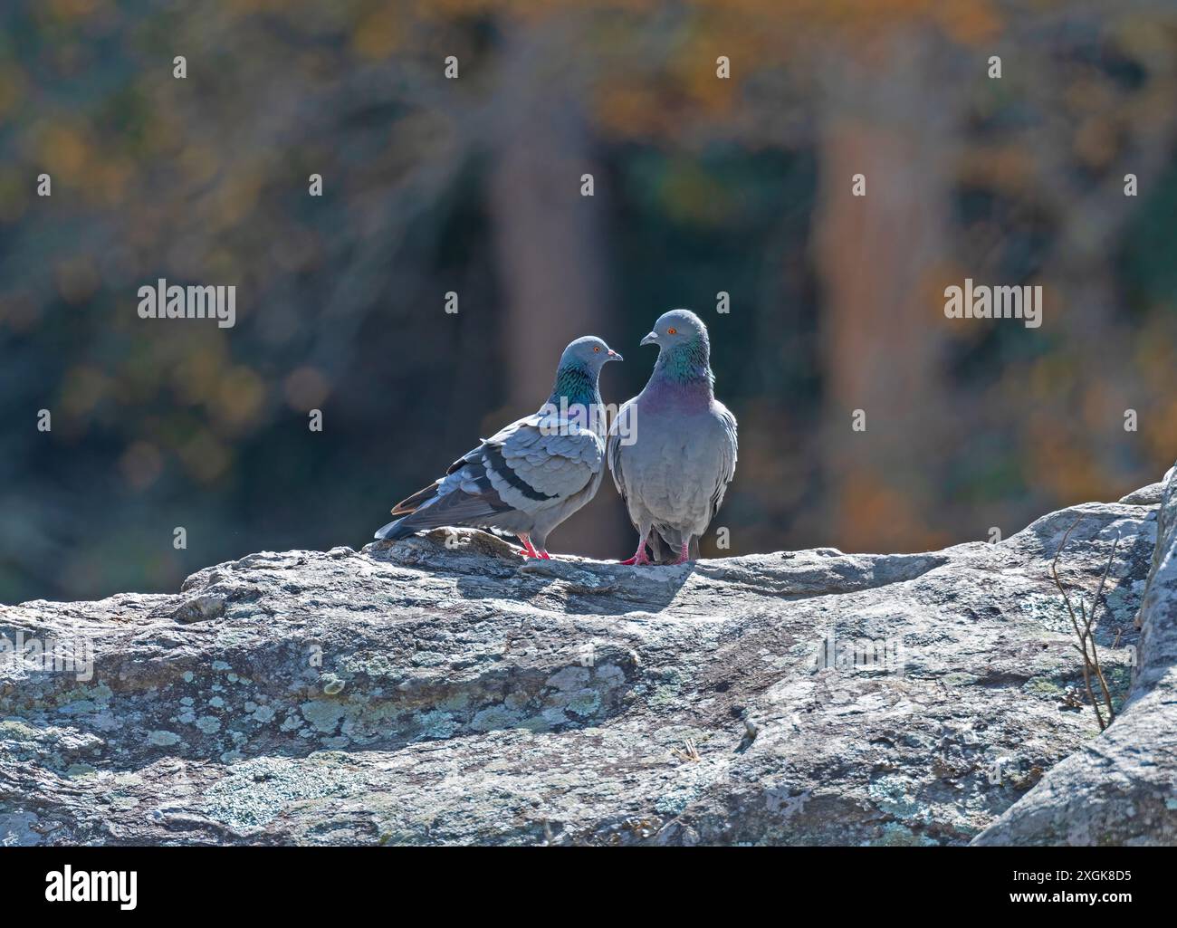 Ein Paar Felsentauben auf einem Felsen in der Linville Gorge in North Carolina Stockfoto