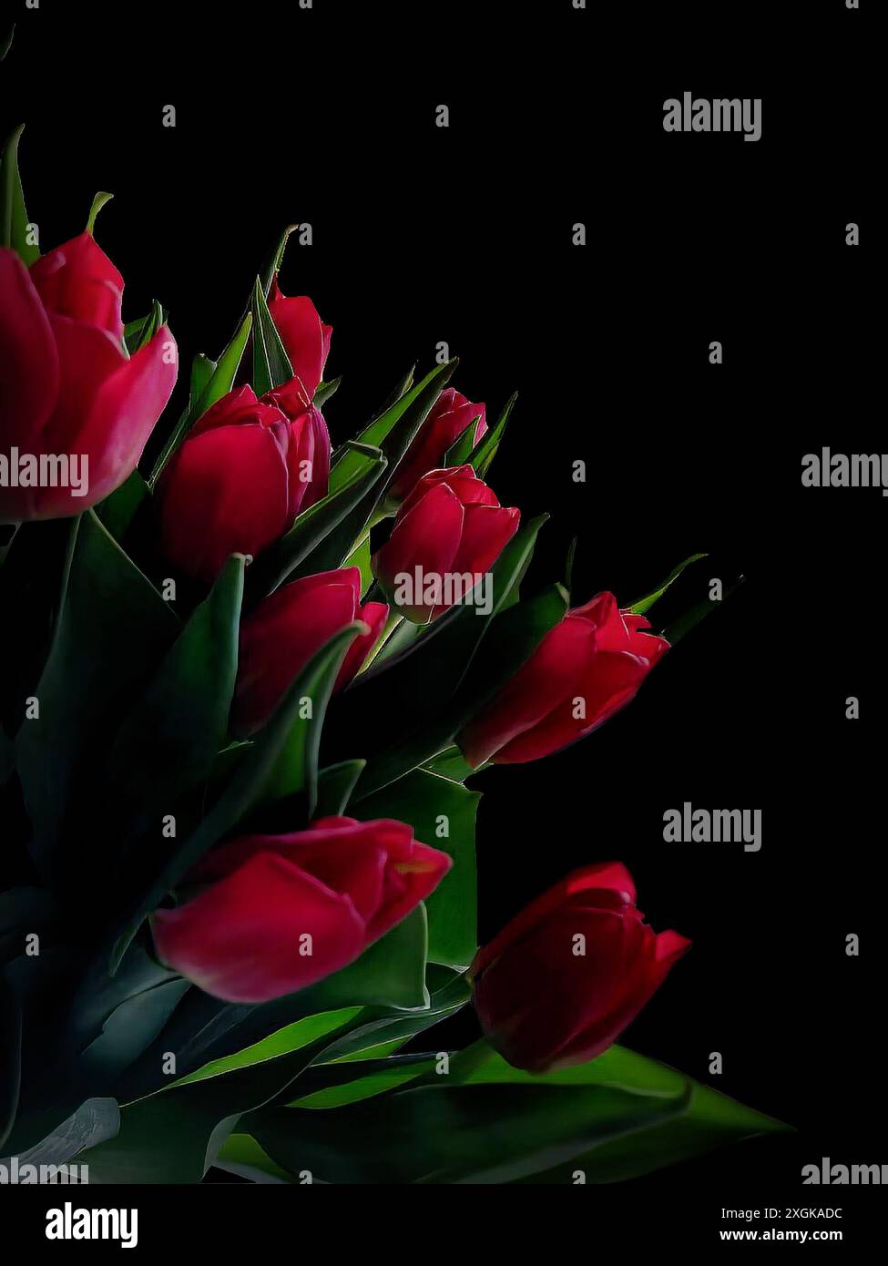 Rote Tulpen auf schwarzem Hintergrund. Leuchtend rote Tulpen mit grünen Blättern auf schwarzem Hintergrund – gotisches Bildschirmschoner-Foto. Stockfoto