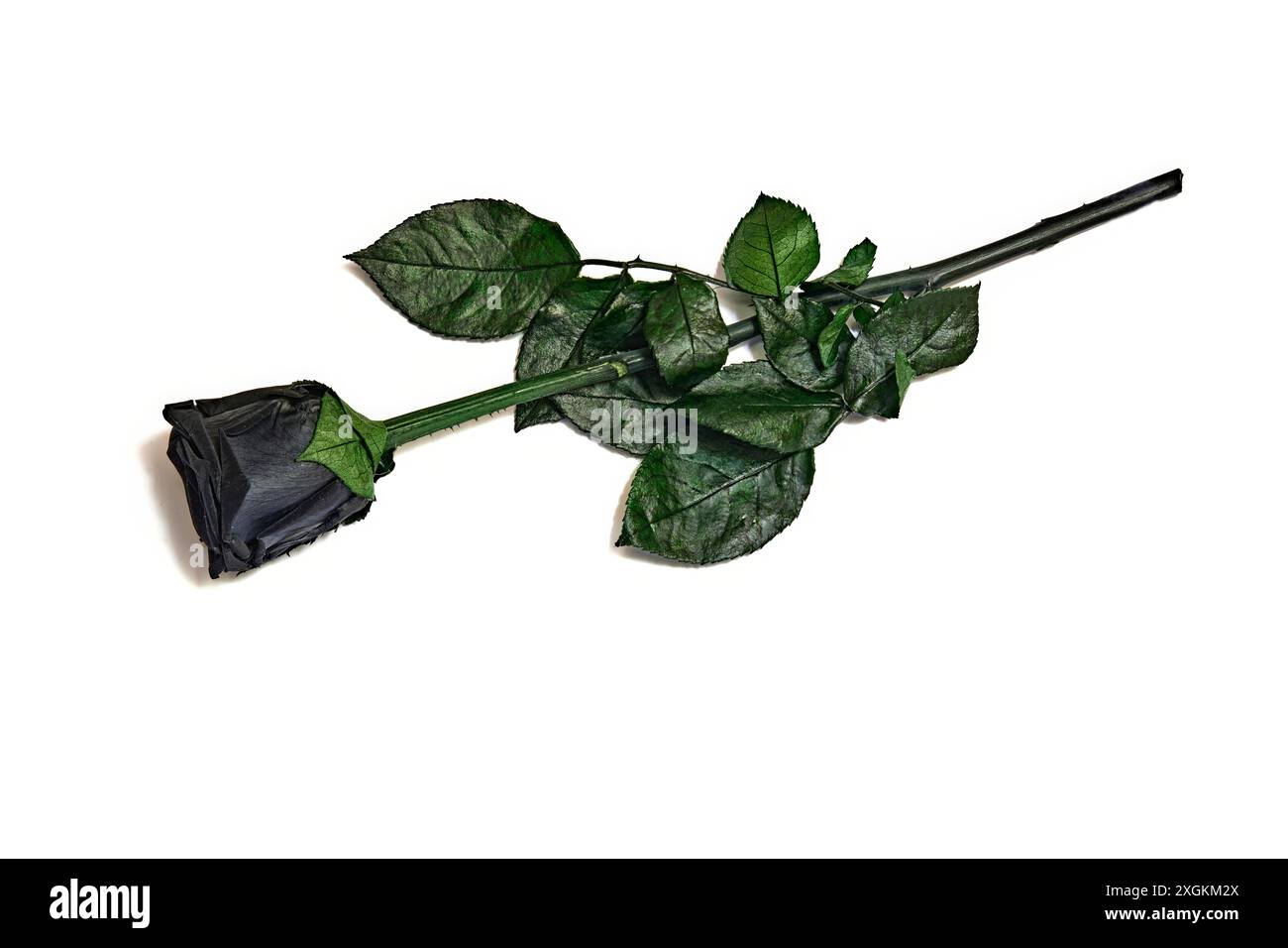 Schwarze Rosenblume isoliert auf weißem Hintergrund. Es ist ein tolles Geschenk für Anlässe von Halloween bis zum Ruhestand. Stockfoto