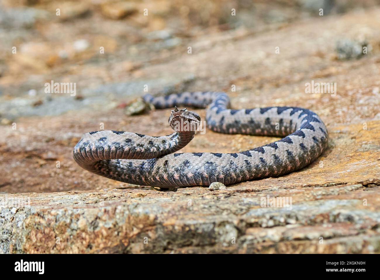 Nasen-Hornviper Männchen in natürlichem Lebensraum (Vipera ammodytes) Stockfoto