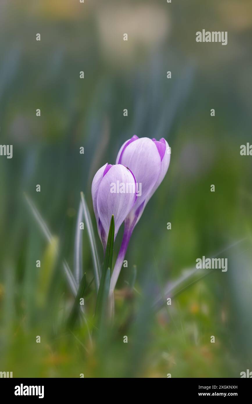 Violette Krokuspflanzen blühen im Gras Stockfoto