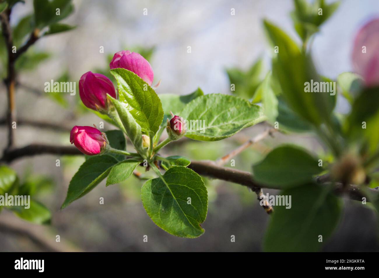 Schöner blühender Apfelbaum mit rosa Blüten im Frühling. Tadellose Details. Stockfoto