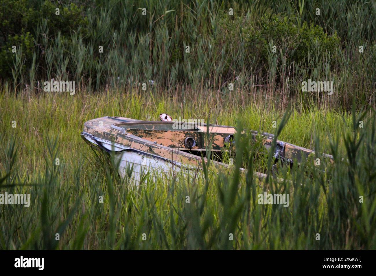 Ein verlassenes Boot sitzt in einem Bett aus grünem Gras. Stockfoto