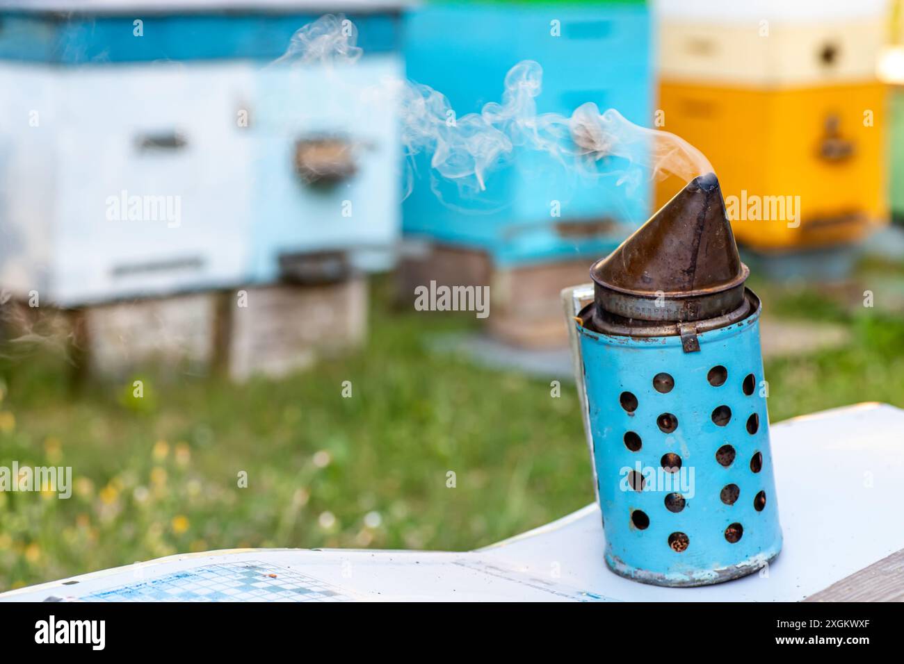 Blauer Raucher mit Rauchfedern in der Nähe von Bienenstöcken im grünen Gras Stockfoto