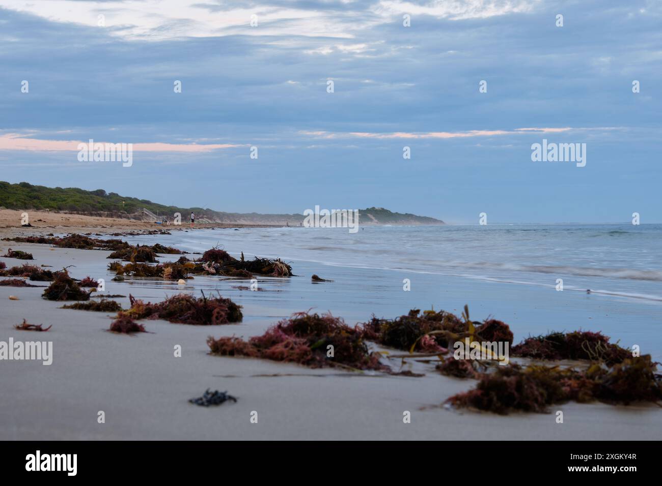 Algen, die von der Flut am Strand gewaschen wurden - Torquay, Victoria, Australien Stockfoto