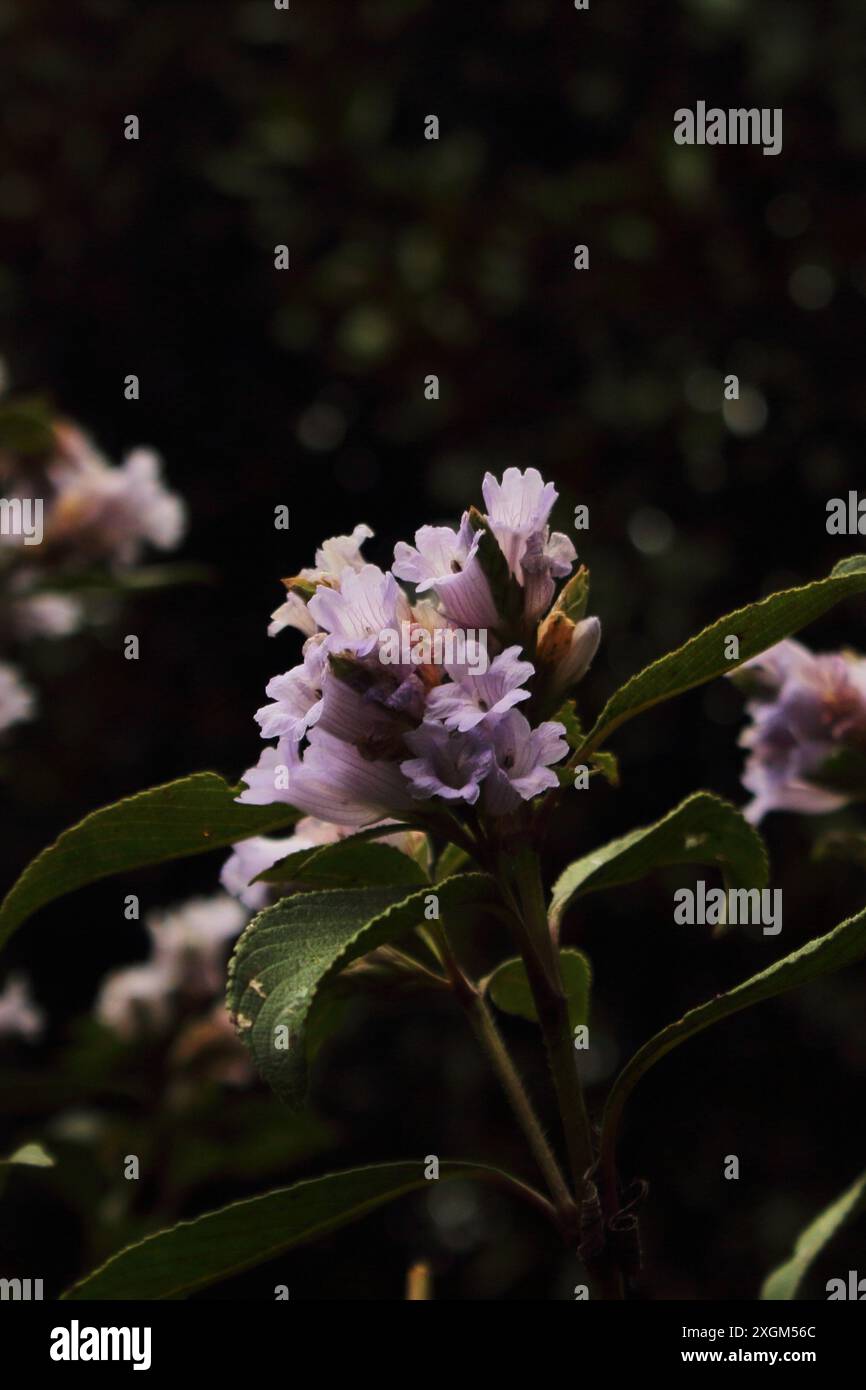 Neelakurinji-Blüte (strobilanthes kunthiana), neela kurinji blüht einmal in 12 Jahren. Gefunden in nilgiri, Palani und westlichen Ghats-Bergen, indien Stockfoto