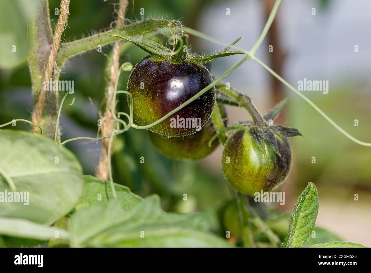 „Blackball“-Tomate, Tomate (Solanum lycopersicum) Stockfoto