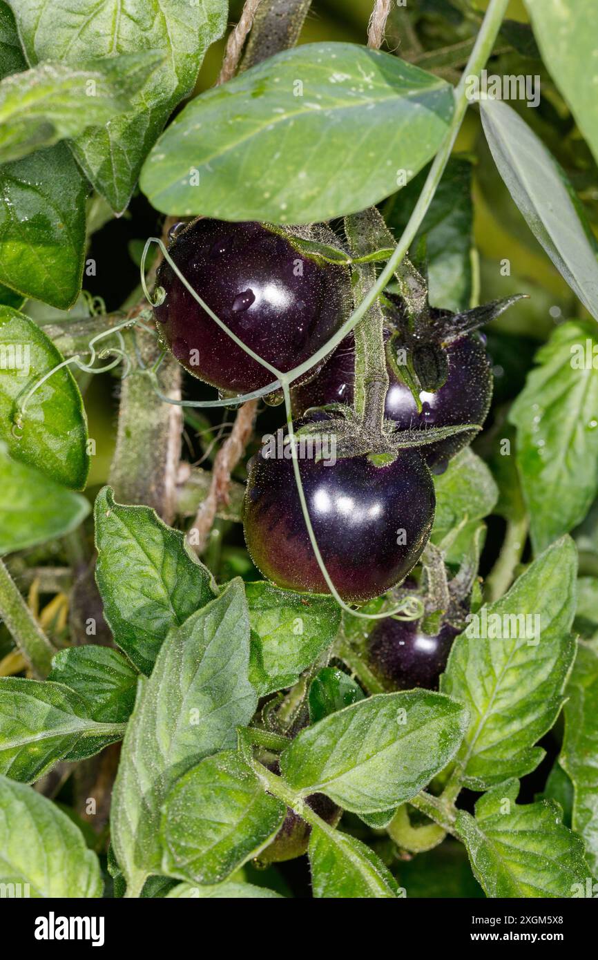 „Blackball“-Tomate, Tomate (Solanum lycopersicum) Stockfoto