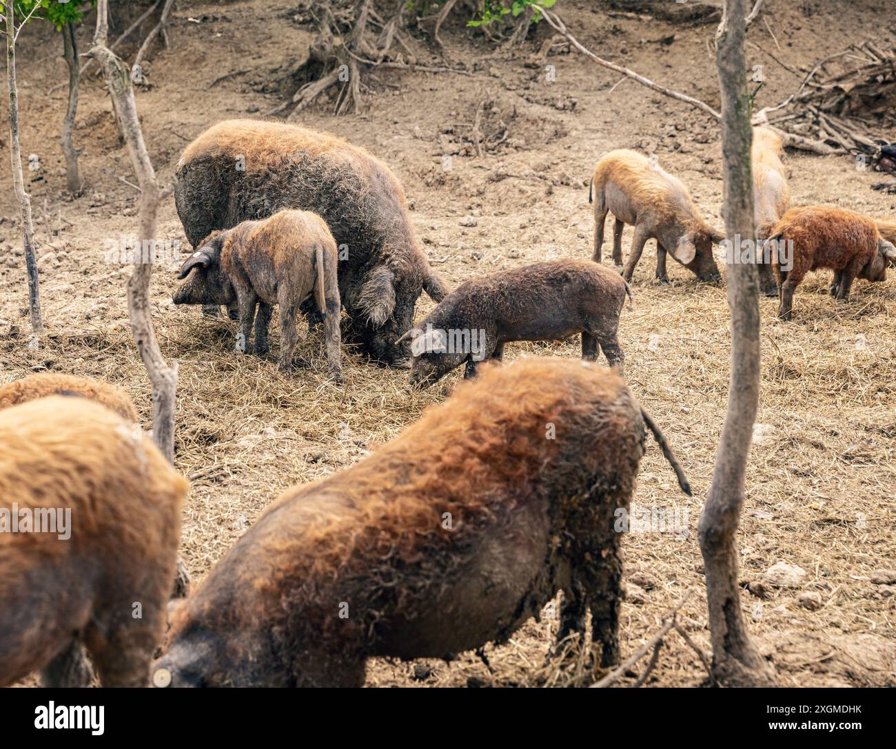 Mangalica-Schweine, die auf einem Bauernhof Futtersuche machen Stockfoto