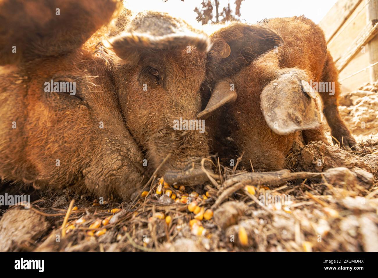 Nahaufnahme von drei Mangalica-Schweinen, die eine Mahlzeit mit Mais auf einer sonnigen Farm genießen Stockfoto