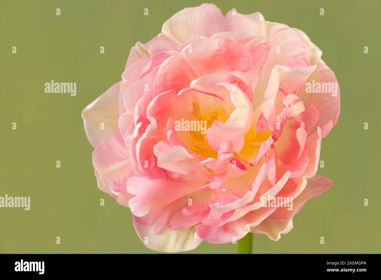 Tulipa „Pfirsichblüte“, Double Early Tulip Stockfoto