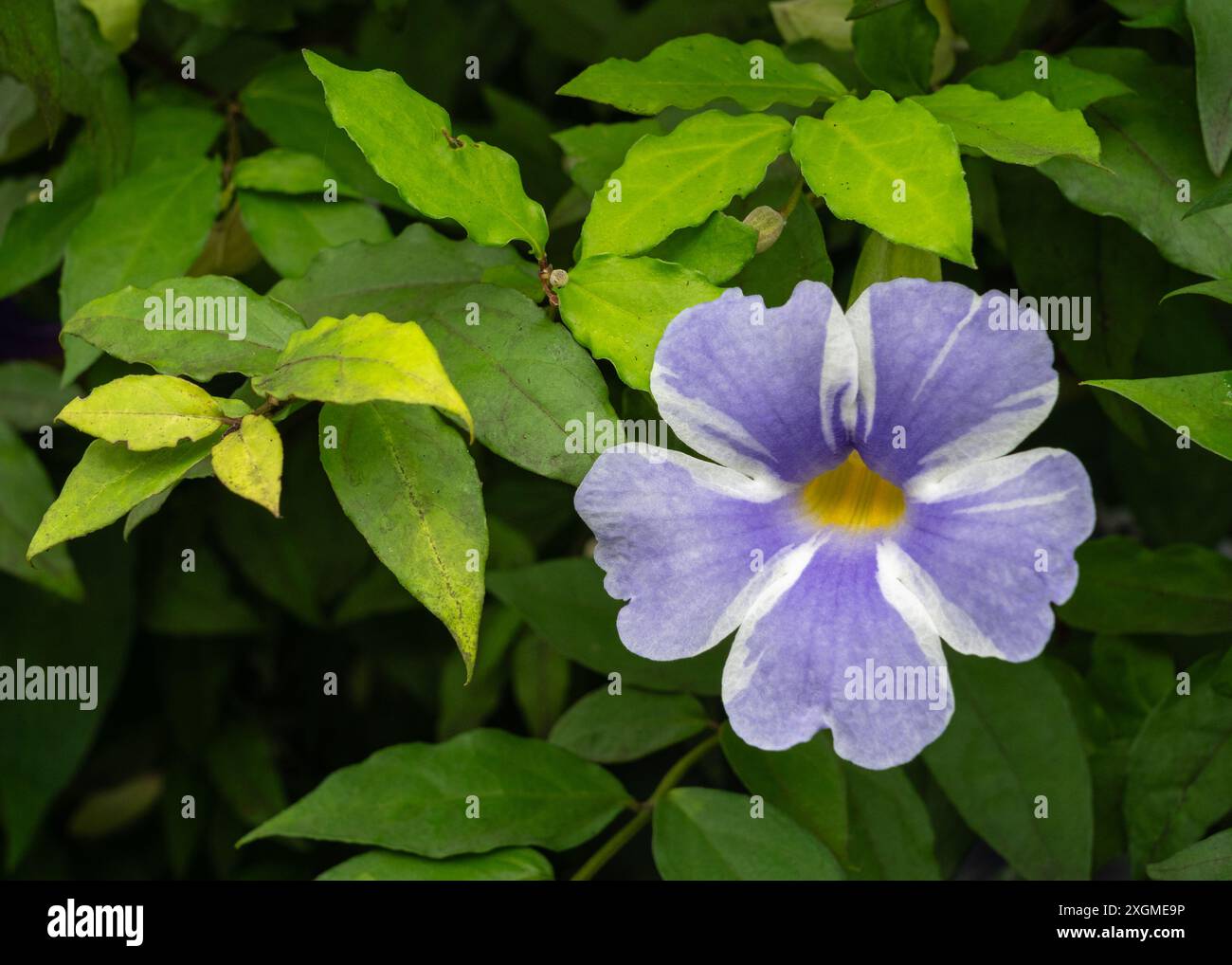 Nahansicht der violetten blauen und weißen, vielseitigen Blume des tropischen Busches Thunbergia erecta aka Buschuhr Rebe oder Königsmantel im Garten Stockfoto