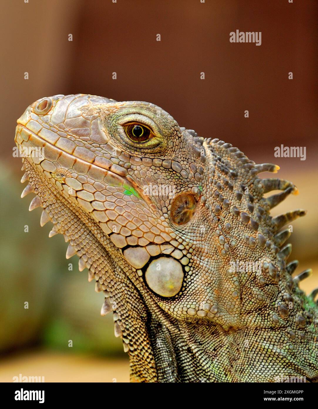 Ein Chamäleon in der Nähe des KL Tower, auch bekannt als Kuala Lumpur Tower, ein Telekommunikationsturm in Kuala Lumpur, Malaysia Stockfoto