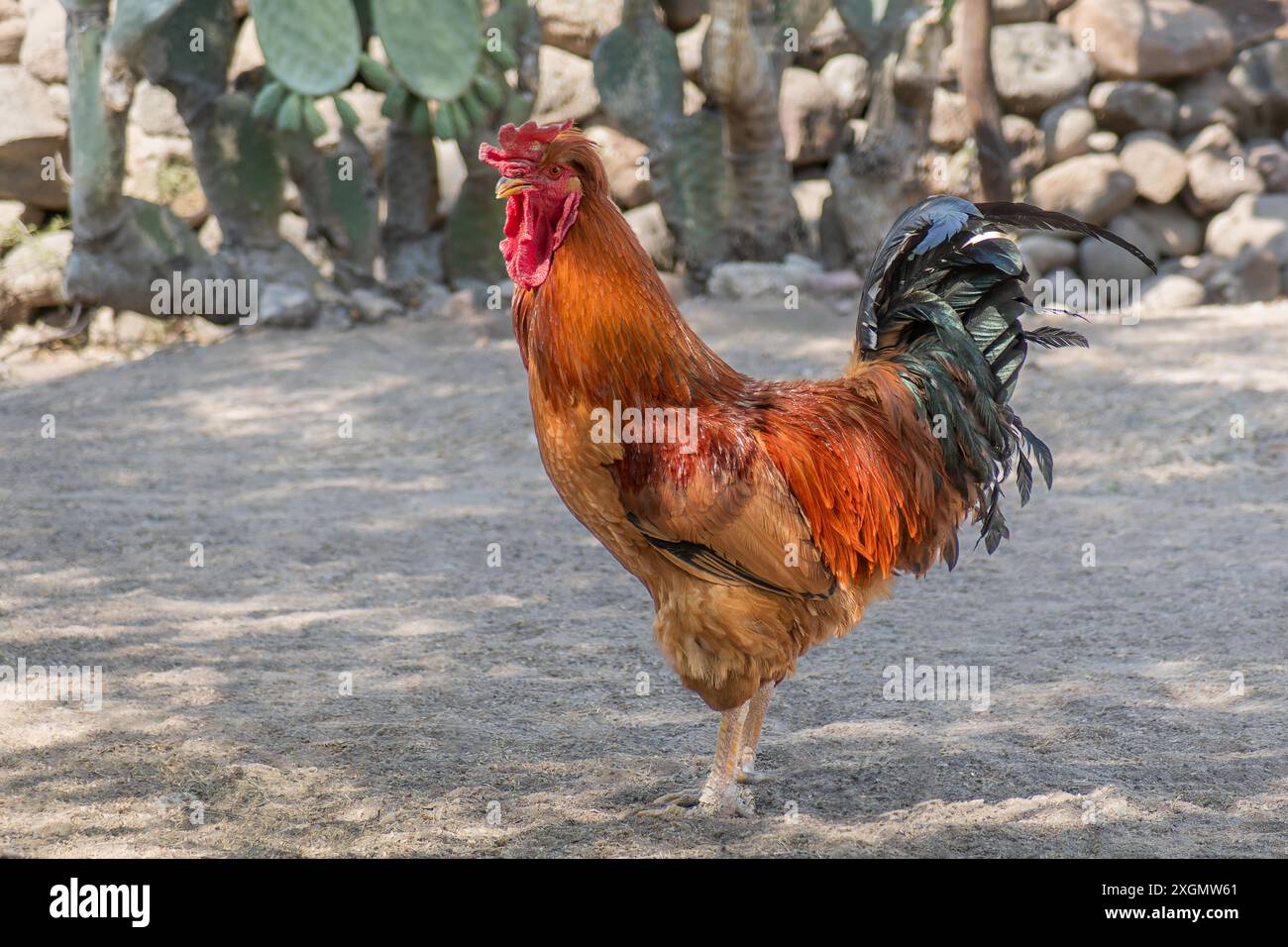 Ein lebhafter Hahn mit auffälligem rot-orangenem Gefieder steht stolz in einem sonnendurchfluteten Wüstenhof, umgeben von Kaktuspflanzen und rustikalen Steinen. Perfekt Stockfoto