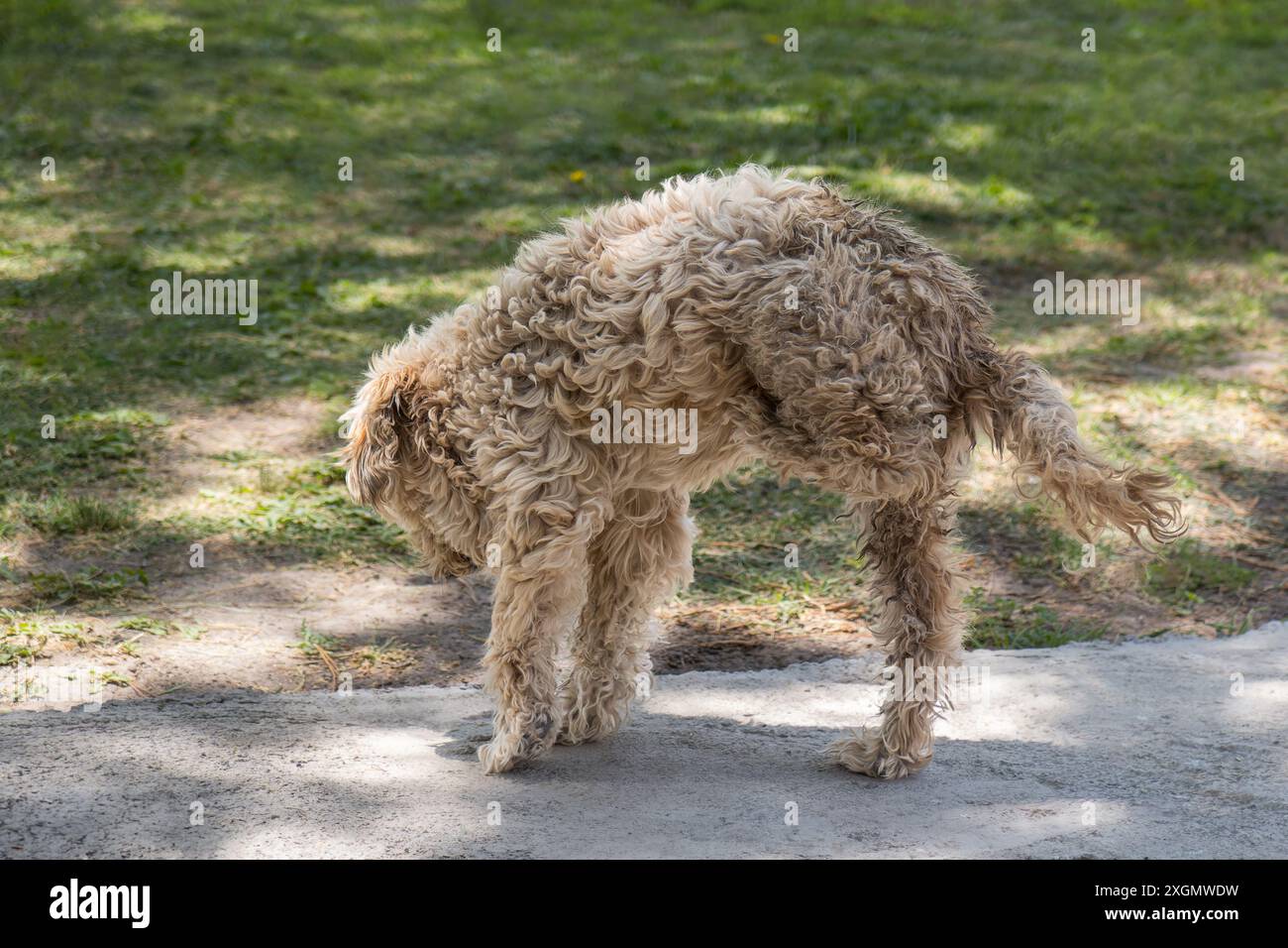Ein Hund mit lockigen Haaren schnüffelt am Boden, während er einen sonnigen Tag im Park genießt. Perfekt für Tierliebhaber und Themen mit Haustieren. Fängt einen Moment des Kuhs ein Stockfoto