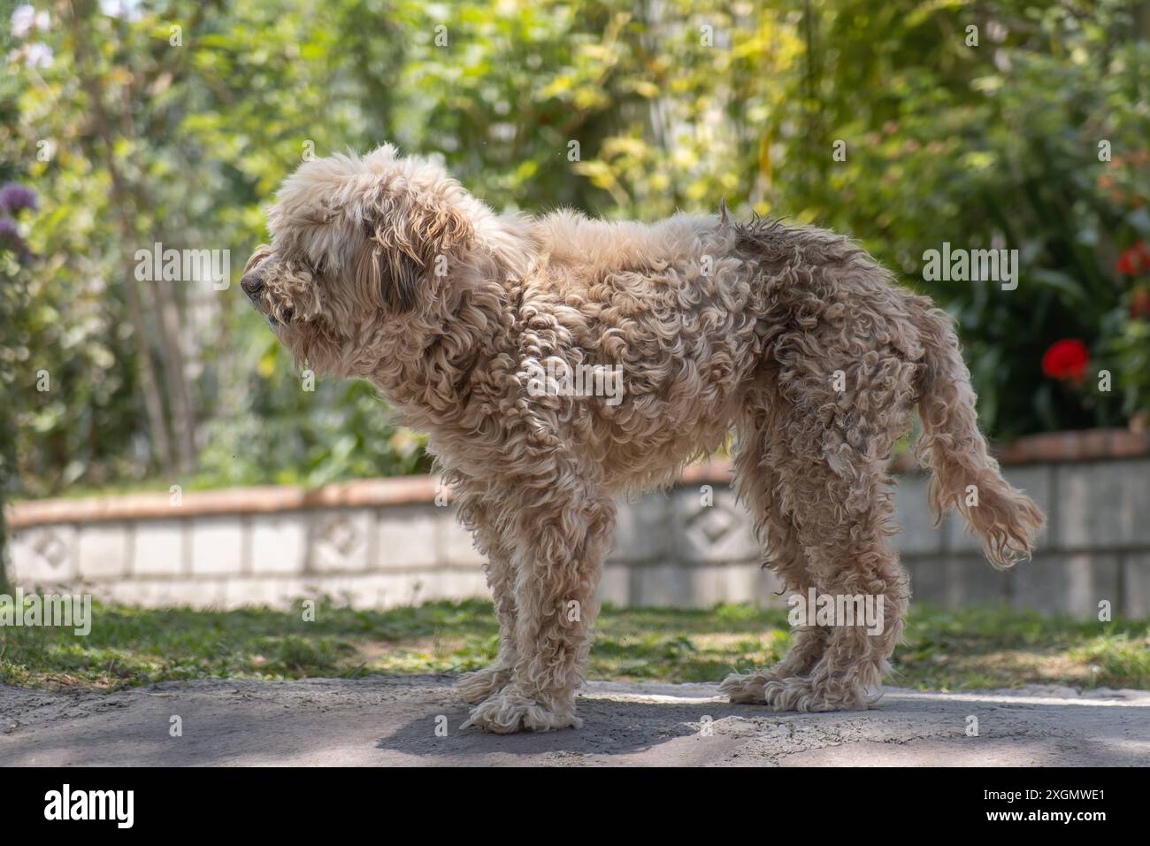 Ein Hund mit lockigen Haaren steht draußen in einem sonnigen Garten. Die Umgebung ist üppig und grün, was ein Gefühl von Frieden und Glück weckt. Stockfoto