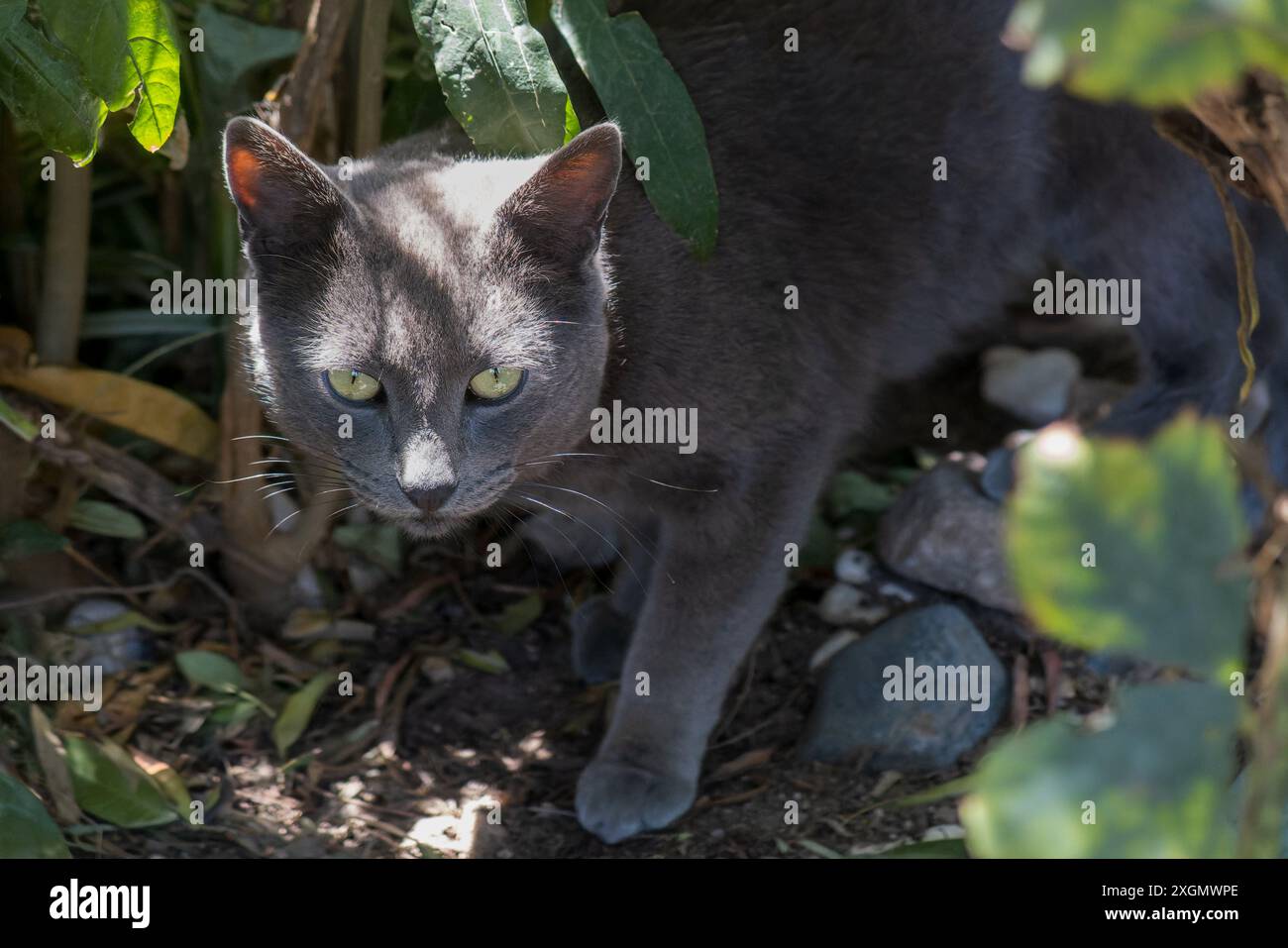 Fokussierte graue Katze, die durch üppiges Gartenlaub navigiert und nach einem Ort sucht. Perfekt für Tierverhalten, Natur und Tiermotive. Der intensive Blick der Katze Stockfoto