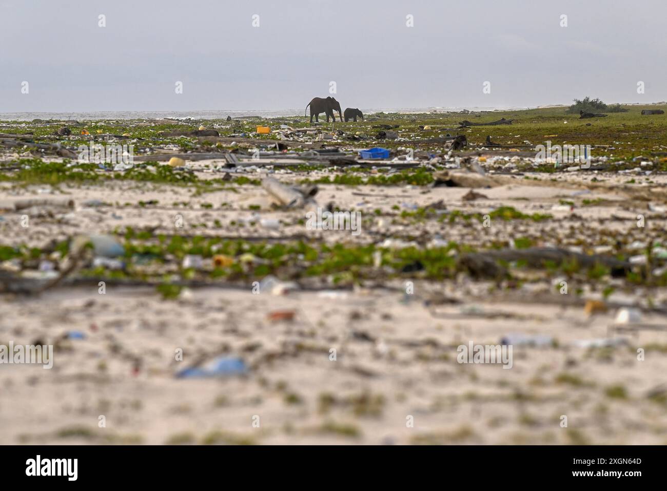 Afrikanische Waldelefanten (Loxodonta cyclotis), die am Strand, dem Loango-Nationalpark, dem Parc National de Loango durch verschüttete Plastikabfälle wühlen Stockfoto