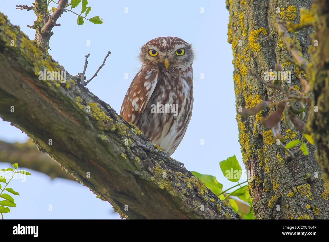 Kleine Eule (Athene noctua) Erwachsener Vogel sitzt auf einem Baum, bedrohte Vogelarten in Mitteleuropa, Blick in die Kamera, Wildtiere, Eulen, HANSAG, See Stockfoto