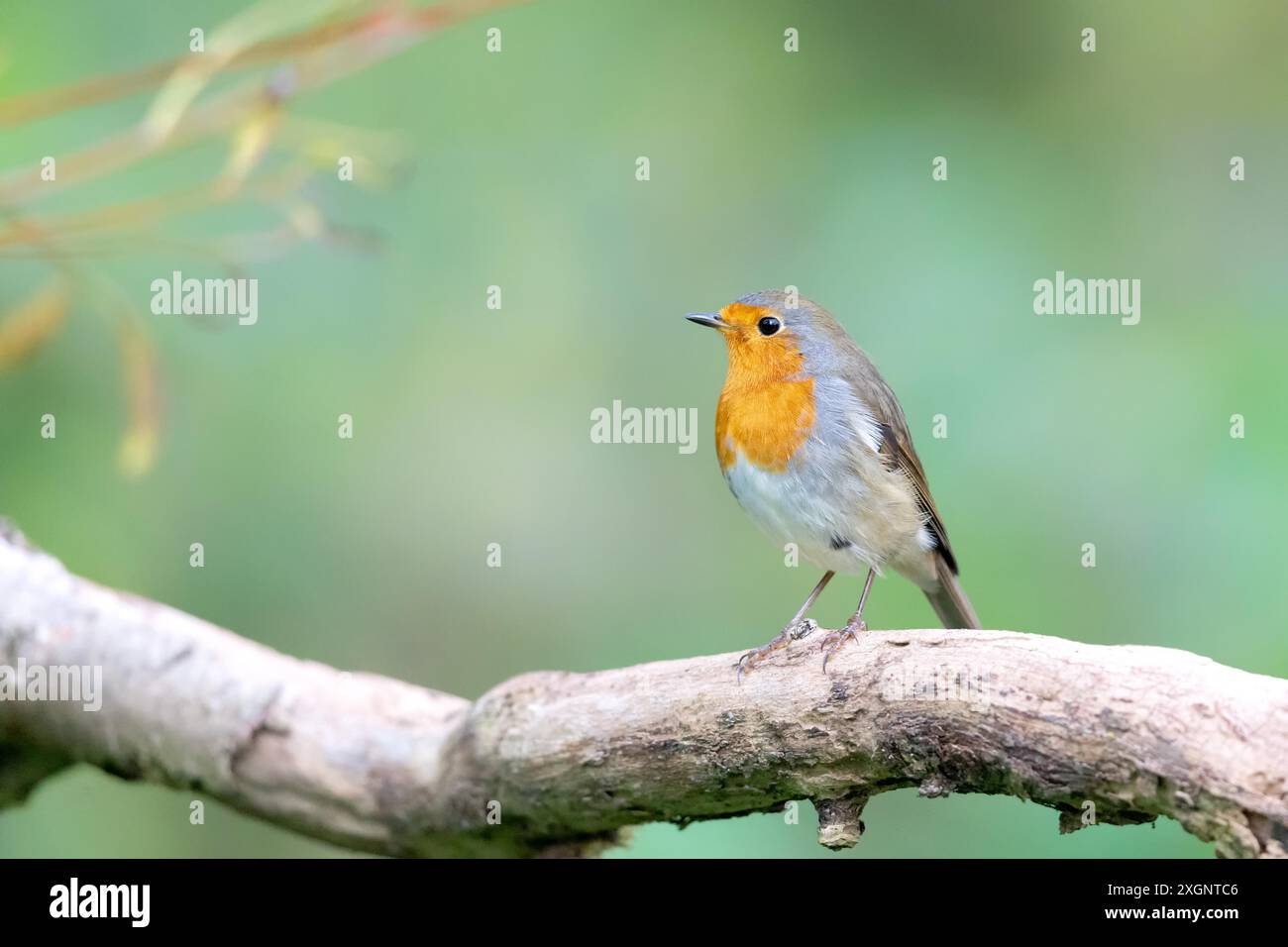 Europäischer robin (Erithacus rubecula) sitzt im Herbst auf einem Zweig. Europäische robine (Erithacus rubecula) im Herbst Stockfoto