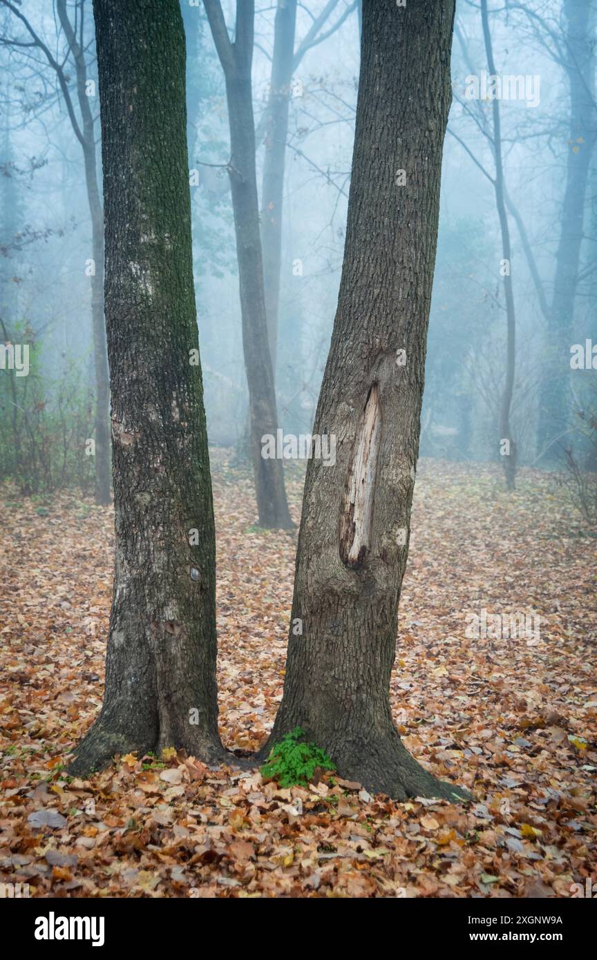 Bäume mit Nebel in einem Wald Stockfoto