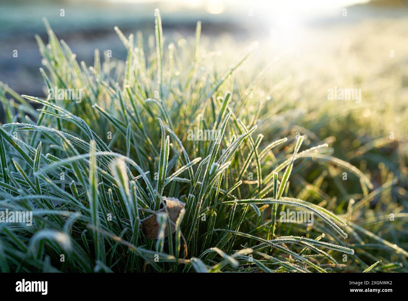 Gras auf einer Wiese an einem eiskalten Wintermorgen Stockfoto