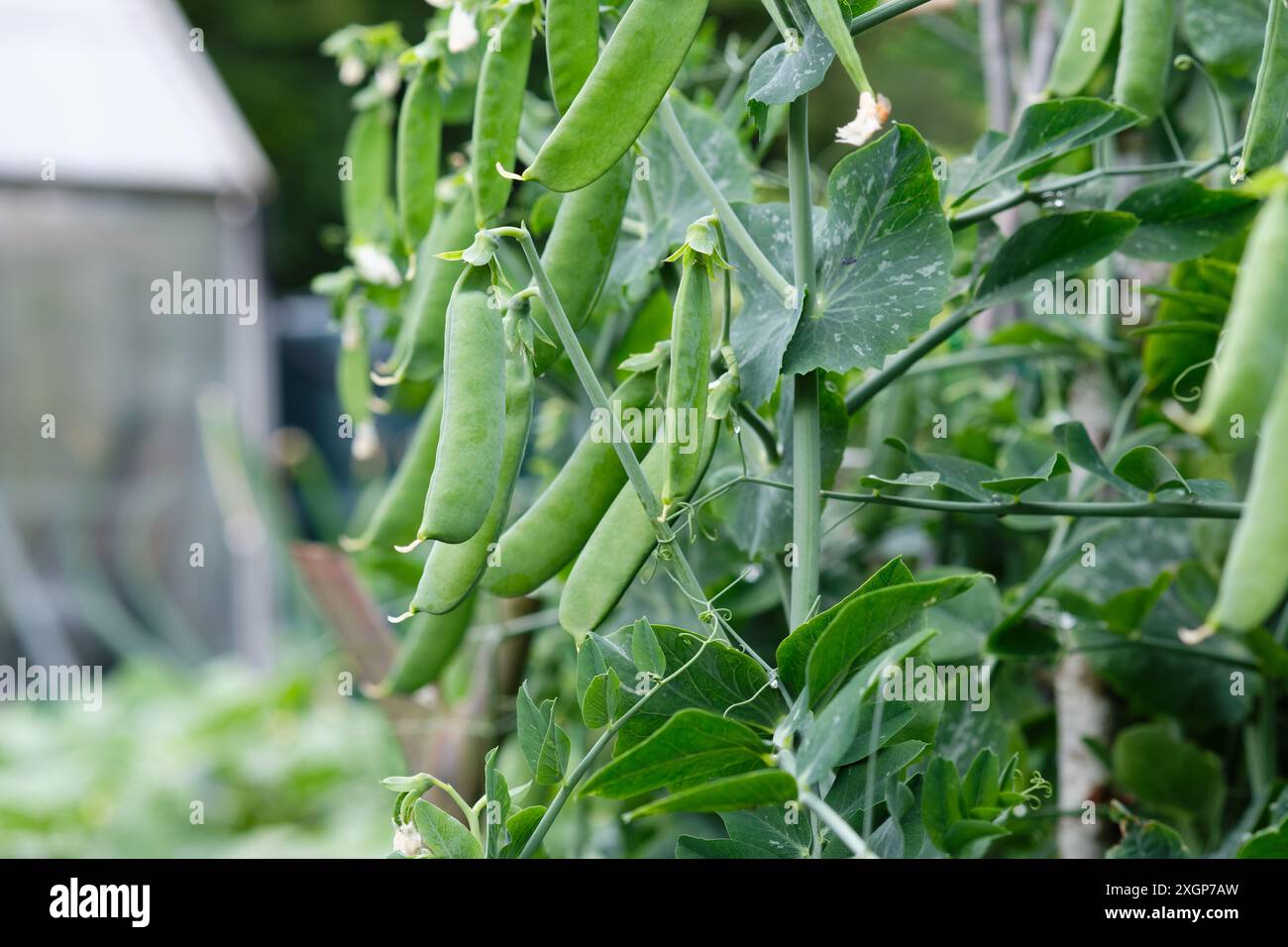 Starlight Erbsenpflanzen mit Erbsenschoten, die im Sommer in einem Hochbeet in einem Gemüsegarten wachsen, England, Großbritannien. Stockfoto