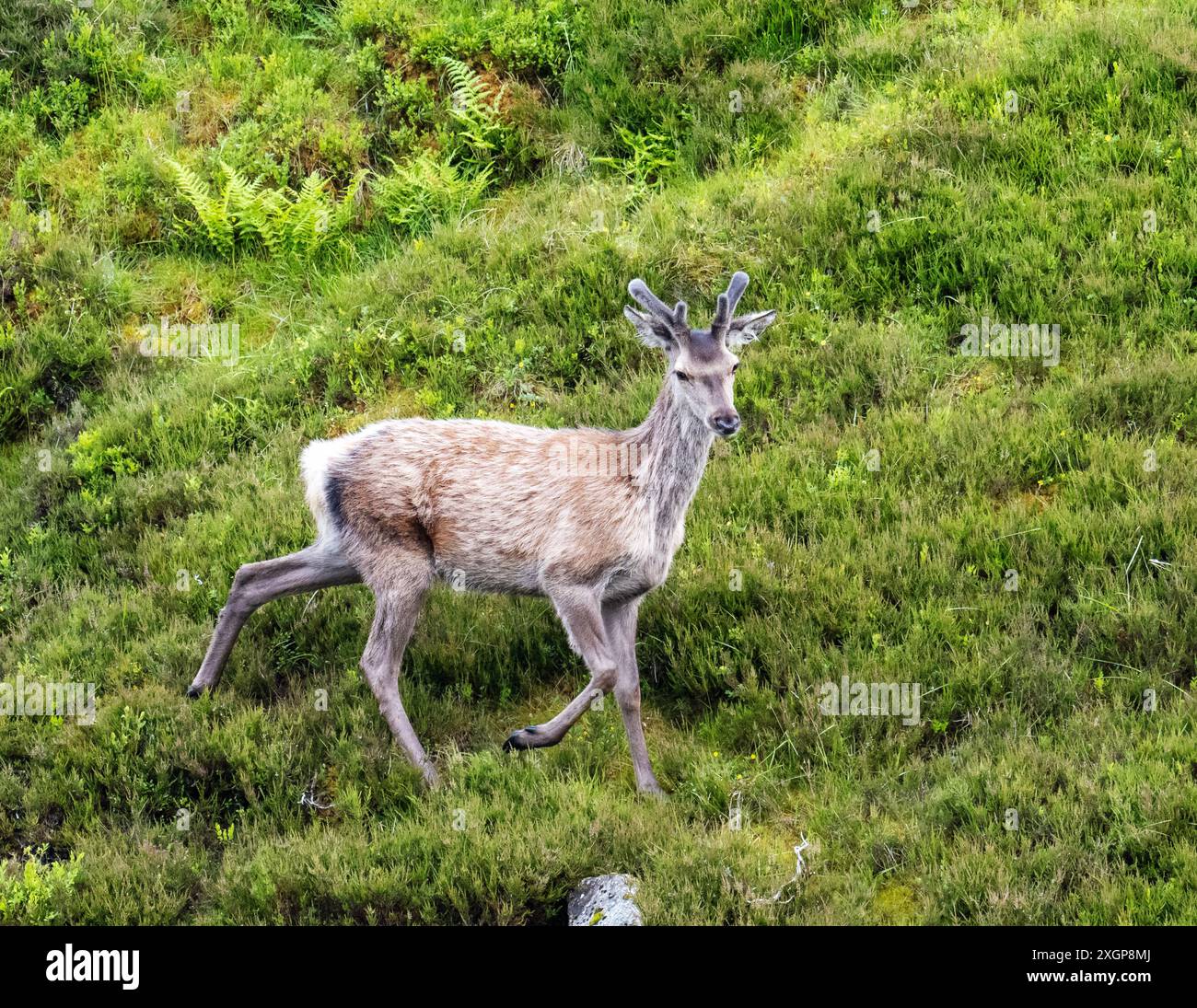 Ein verstümmelnder Rothirsch; Cervus elaphus in Glen Shee oberhalb von Braemar, Schottland, Großbritannien. Stockfoto