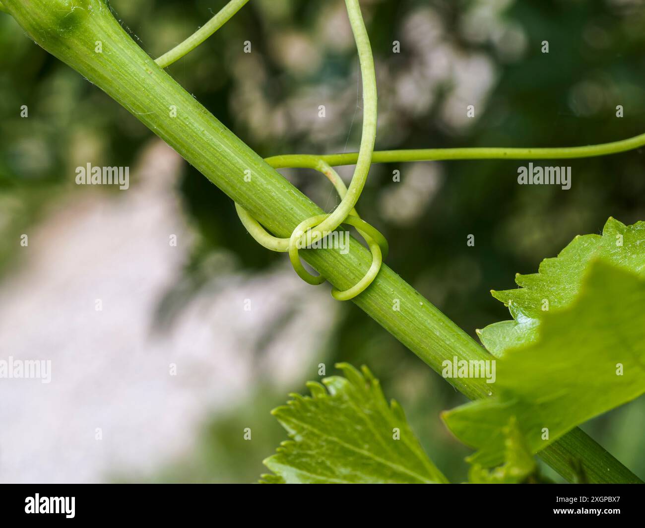 Grüne Ranke an einem Ast im Regenwald Costa Ricas. Invasive Pflanze. Kletterpflanze. Stockfoto