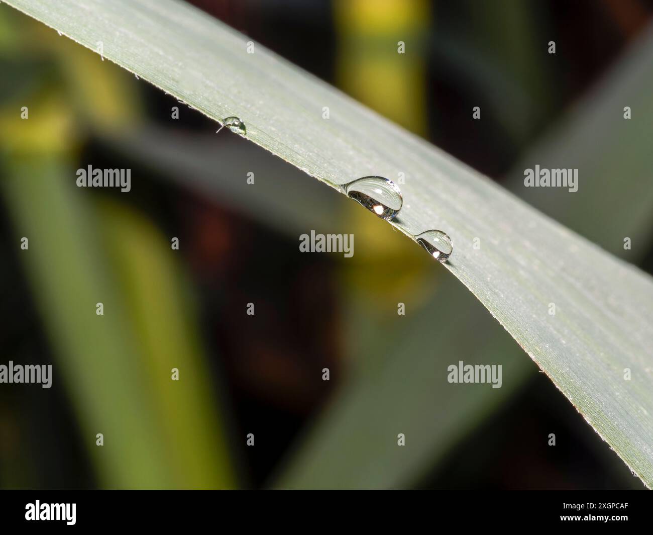 Tropfen Wasser. Wassertropfen auf ein Blatt. Wassertropfen auf grünem Blatt. Geringe Schärfentiefe. Stockfoto